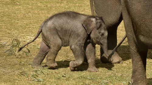 GAGNEZ VOS PLACES POUR ALLER EN FAMILLE A PAIRI DAIZA