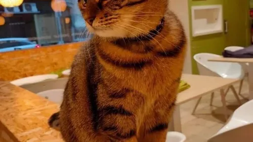 Le RonRon Café va fermer ses portes à Reims