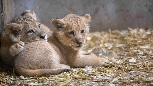 Pairi Daiza annonce la naissance de deux lionceaux