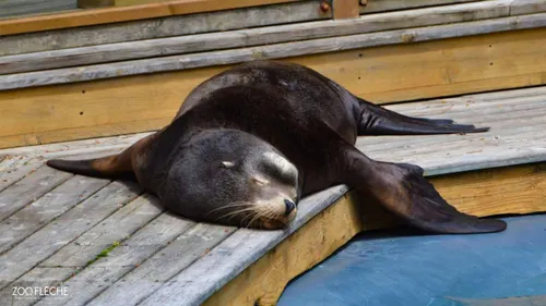 Zoo de la Flèche : l'otarie Lucky est décédée
