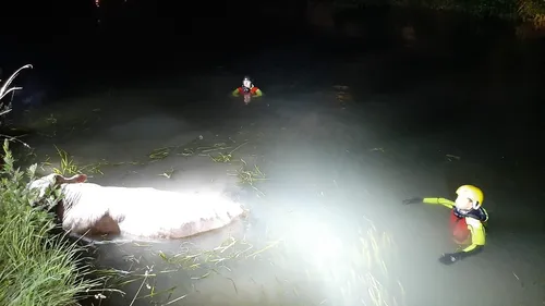 Nord : d'importants moyens de secours pour sauver un animal tombé...