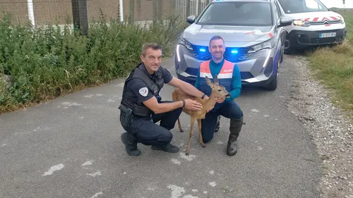 Outreau: Un chevreuil ivre capturé hier en ville