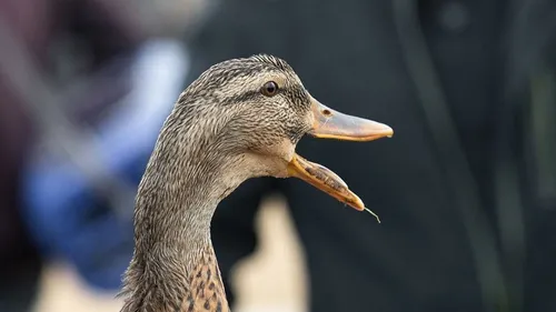 La chasse interdite dans 20 communes de Picardie maritime à cause...