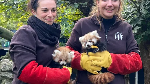 Deux pandas roux sont nés au zoo de Lille