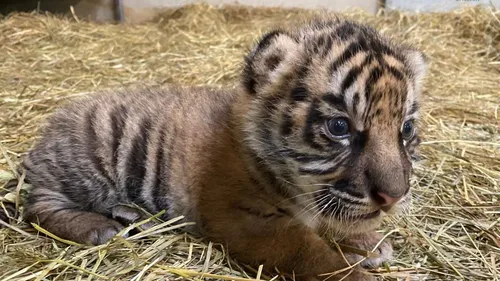 Un tigre de Sumatra est né au zoo d'Amiens