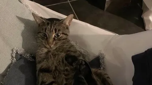 Zudausques: Qui empoisonne les chats du village? 