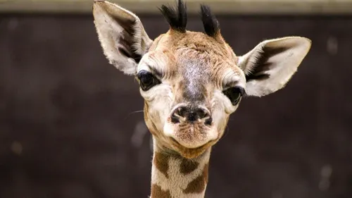 Pairi Daiza annonce la naissance d'un petit girafon ce matin 