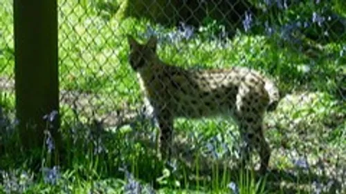 Un félin capturé dans un jardin privé près d'Armentières