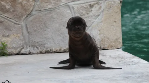 Une petite otarie est née au zoo d'Amiens