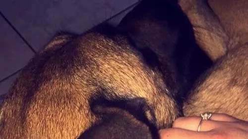 Oise : elle découvre son chien pendu en rentrant du travail 