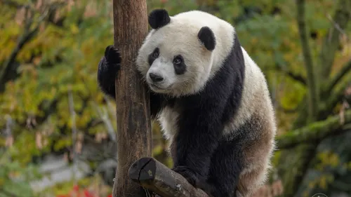 Pairi Daiza brade ses prix durant trois jours 