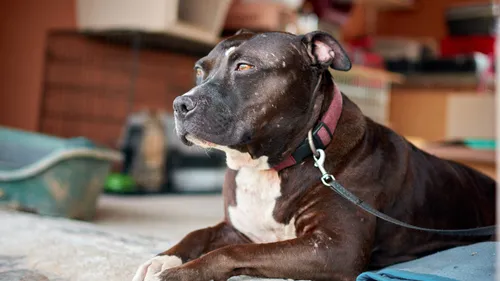 Pas-de-Calais : Une femme hospitalisée en urgence après avoir été...