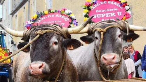C'est le Jour J pour les bœufs gras de Bazas!