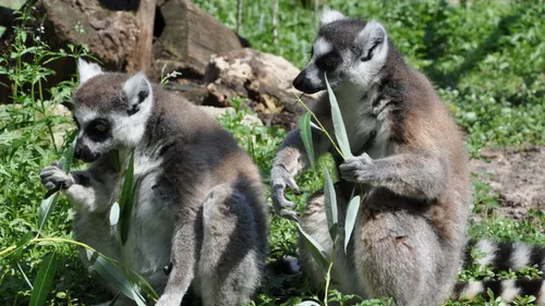 Gagnez vos pass famille pour La Ferme Exotique 