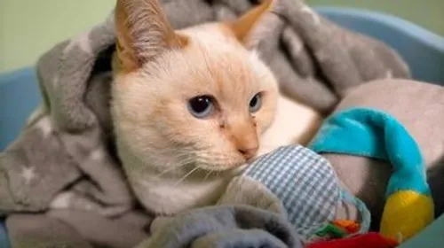 Les animaux ont besoin de vous!