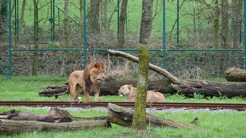 « Tout a basculé soudainement » : un lion tue une lionne au parc...
