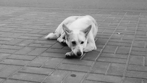 Maltraitance animale : Gérald Darmanin annonce un référent police...