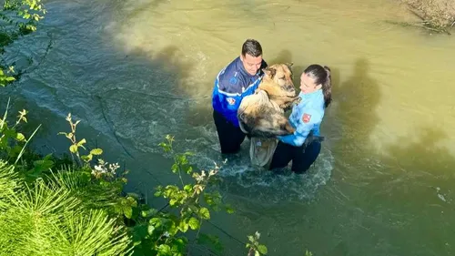 La belle histoire : coincé dans la vase, un chien a été sauvé par...