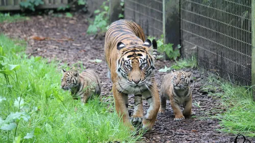 Le Zoo d'Amiens a accueilli près de 241 000 visiteurs en 2024