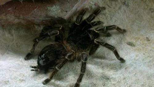 Le Leroy Merlin d'Amiens-nord évacué après la découverte d'une...