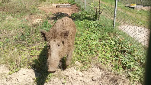 "Toto", le sanglier le plus connu de France, a pris ses quartiers...