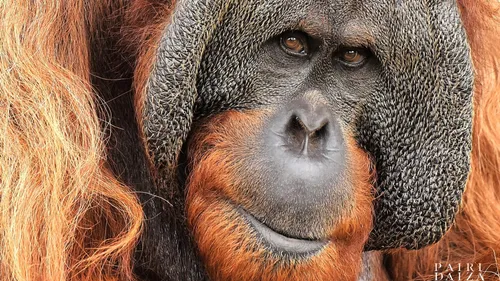 L'orang-outan Gempa est décédé à Pairi Daiza