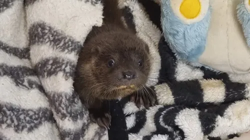 Un bébé loutre soigné à Tonneins