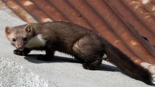 Le Portel : des fouines s'invitent dans une école, l'établissement...