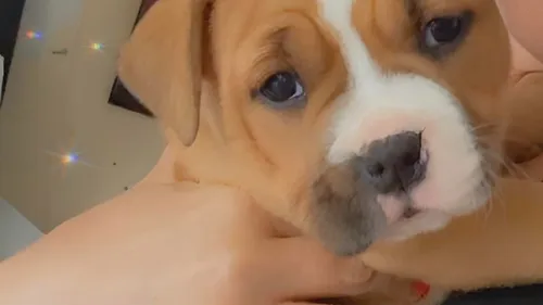 Un refuge porte plainte après le vol de deux chiots .