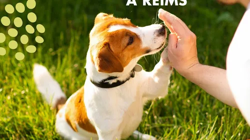 Un guide pour mieux vivre avec les animaux en ville.