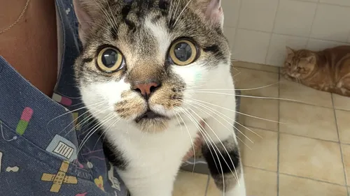  Les déserts médicaux concernent aussi les vétérinaires.