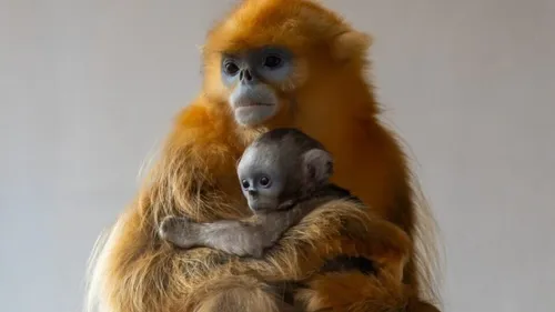 Carnet Rose à Pairi Daiza! 