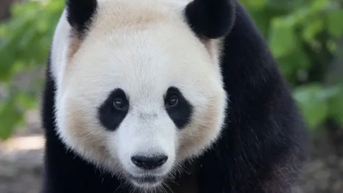 Pairi Daiza recrute 100 personnes 