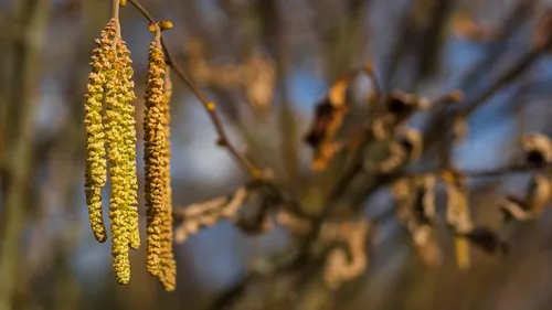 Allergies : les pollens de bouleau arrivent cette semaine sur une...