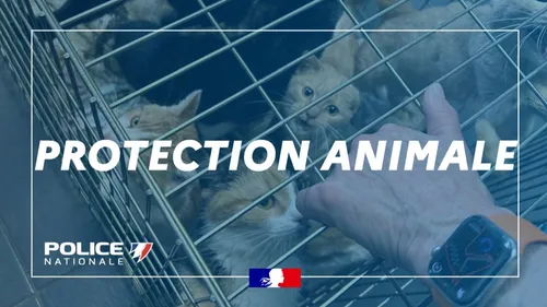 Une quarantaine de chats saisis dans un studio insalubre. 