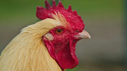 Pas-de-Calais : un cas de grippe aviaire détecté dans un élevage de...