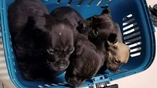 Compiègne : quatre chiots découverts abandonnés au bord de la route 