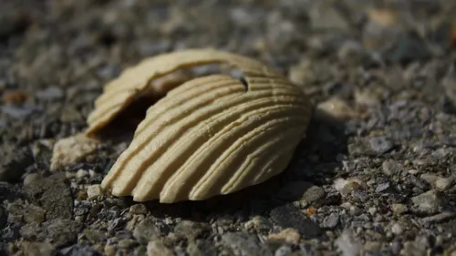 La pêche de loisir interdite en Baie d'Authie : la bactérie E.Coli...