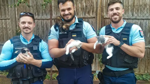Des chatons abandonnés sauvés par des gendarmes.