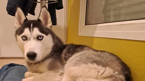 Avez-vous vu Vinnie ?