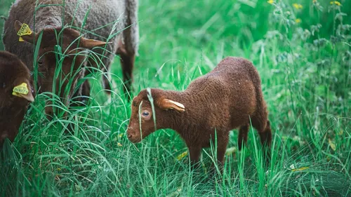 La ville d'Armentières lance un appel après le vol d'un agneau