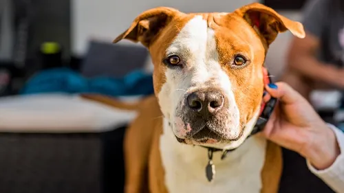 Une fillette de 4 ans mordue au visage par un chien