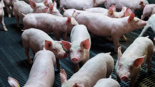 Gauchin Legal: 700 porcelets ont péri dans un incendie