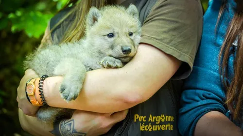 Le parc Argonne Découverte recherche des services civiques 
