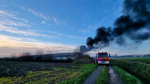 25 000 poussins sont morts dans l'incendie d'un poulailler à...