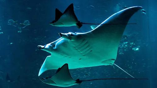 Nausicaa lance une nouvelle expérience immersive