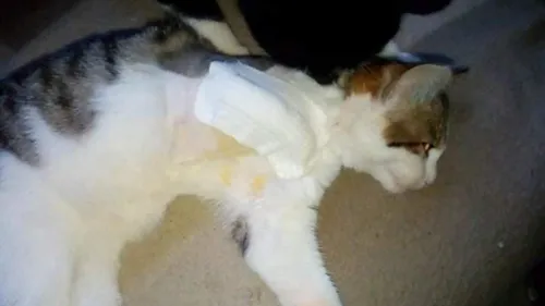 Dompierre-sur-Authie: Un chaton amputé, après s'être retrouvé...