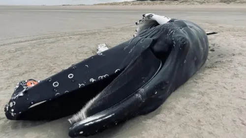Une baleine à bosse de plus de 10 mètres découverte échouée sur la...