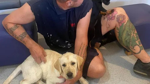 Canicule: Des chiens à moitié morts retrouvés à bord d'un ferry