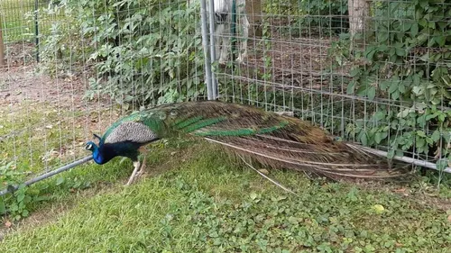 On a retrouvé Léon ! Le paon du jardin public d’Arques !